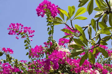 Fototapeta premium Tropical bush of Bugenvilliya with flowers