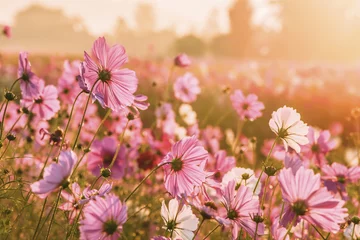 Fototapeten Kosmosblumen, die morgens blühen © kuarmungadd