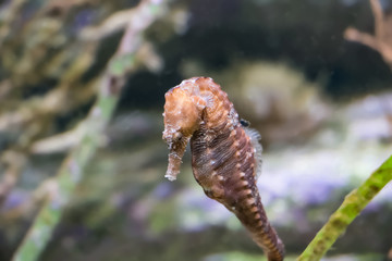 Hippocampe d'estuaire