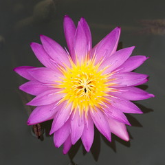 Obraz premium Beautiful Lotus