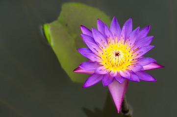 Beautiful Lotus