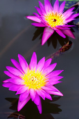 Beautiful Lotus