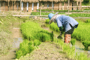 Rice farmers are withdrawing the seedlings to transplanting