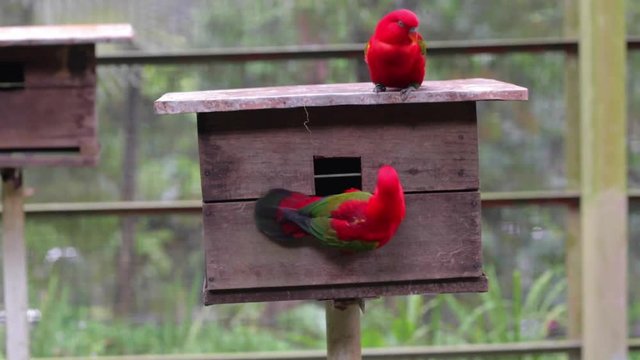 Chattering Lory