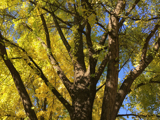 Fototapeta premium Trees during autumn