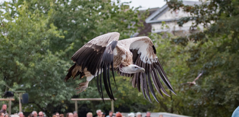 Vautour de l'Himalaya en vol