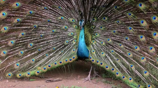 Peacock Male Attracts the Female