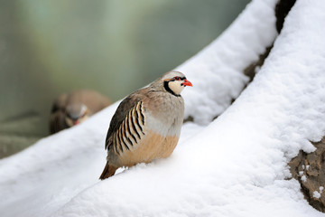 Partridge in winter
