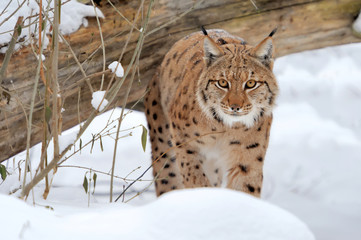 Lynx