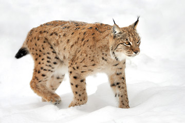 Lynx