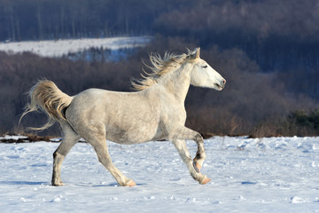 Fototapeta na wymiar Horse