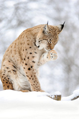 Lynx in winter