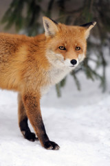 Fox