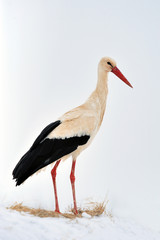 Stork at the winter park