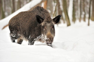 Wild boar in winter