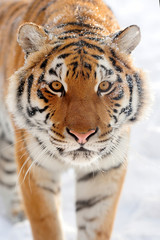 Tiger in winter