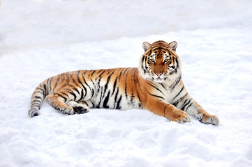 Fototapeta na wymiar Tiger in winter