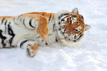 Tiger in winter
