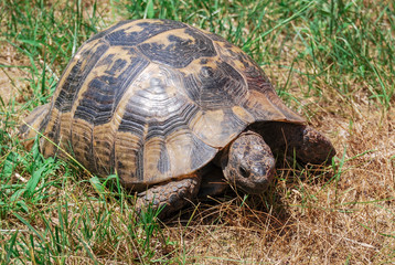 tortoise