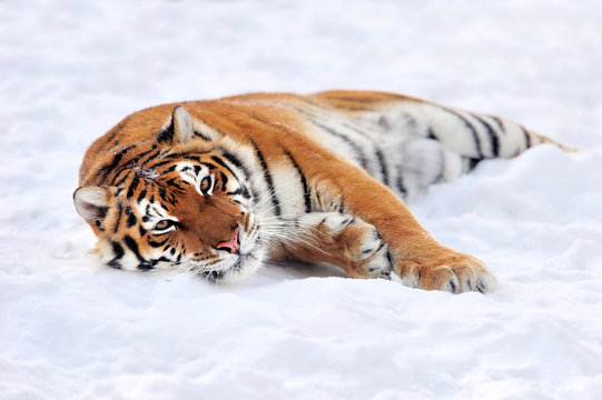 Tiger in winter