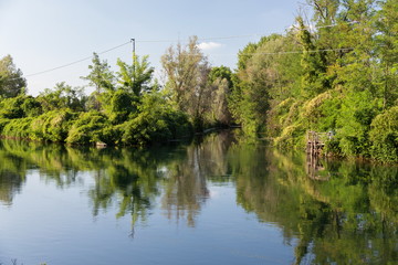Fototapeta na wymiar vegetation on water
