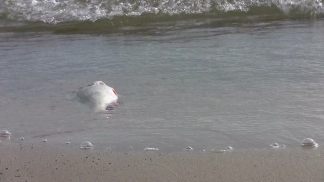 Dead fish on the beach in water
