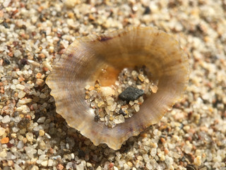 Obraz na płótnie Canvas Sand in a shell