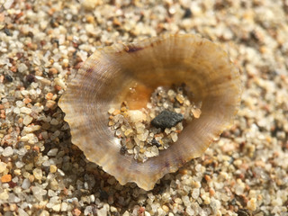 Sand in a shell