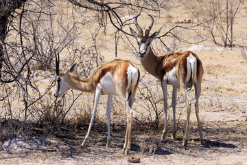 Springbok in Etosha parc Namibia