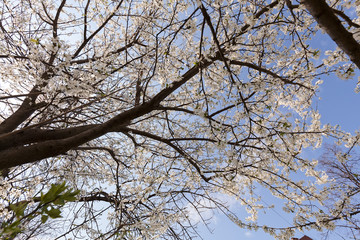 treetop with white flowers