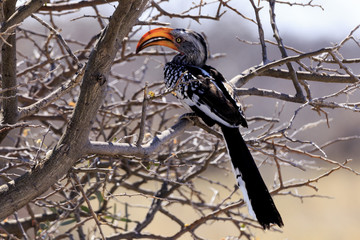 Hornbill in Etosha parc Namibia