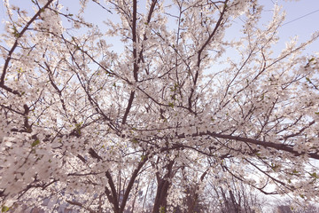 Fototapeta na wymiar treetop with white flowers