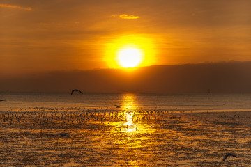 Tranquil scene with seagull flying at sunset