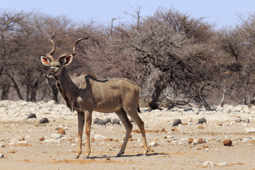 Naklejka na ściany i meble Kudu in Etosha parc Namibia
