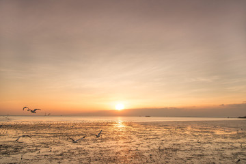 Fototapeta na wymiar Tranquil scene with seagull flying at sunset