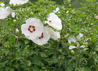 Hibiskus, Garteneibisch