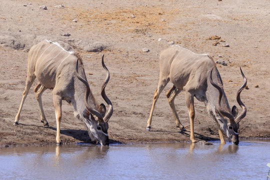 Kudu drinking in Etosha parc Namibia