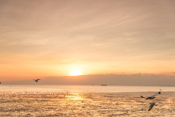 Tranquil scene with seagull flying at sunset