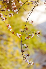 treetop with white flowers