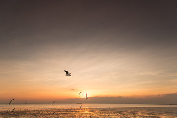 Fototapeta na wymiar Tranquil scene with seagull flying at sunset