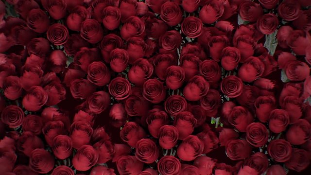 The background of the many red roses