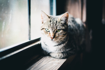 kitty in the window