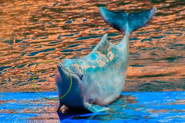 Crédence de cuisine en verre imprimé Dauphin Cute Indo-Pacific humpback dolphin Sousa chinensis ,or Pink dolphin, or Chinese white dolphin is playing hula hoop and dancing shows in the swimming pool.