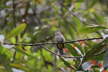 Pale-faced Bulbul (Pycnonotus leucops) in Borneo, Malaysia
