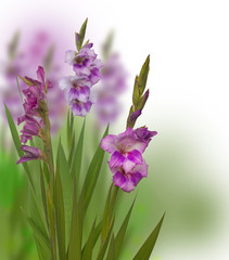 Summer   background with  gladioli