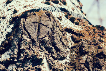 tree bark
