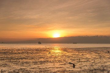 Tranquil scene with seagull flying at sunset