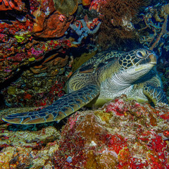 Fototapety na wymiar - Fototapeta24.pl