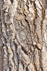 Obraz premium tree bark