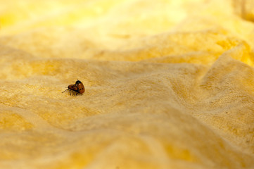 Two insects having fun